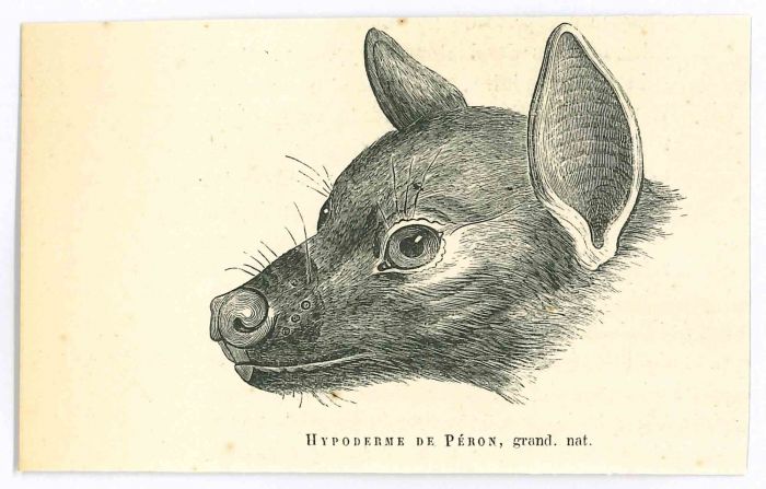 The Wolf