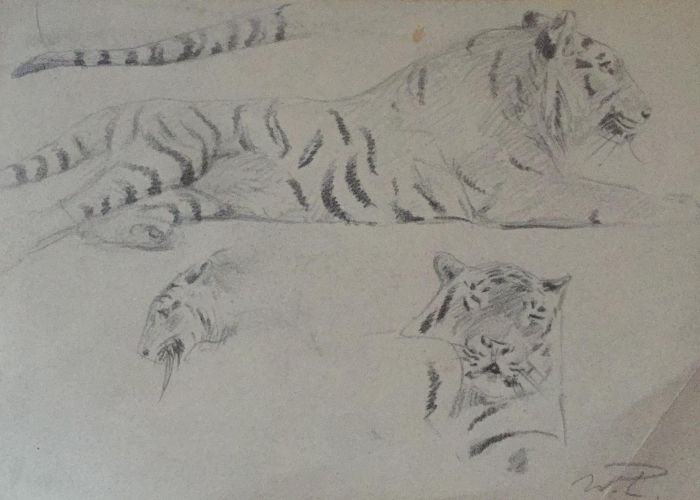Study of tiger by Wilhelm Lorenz