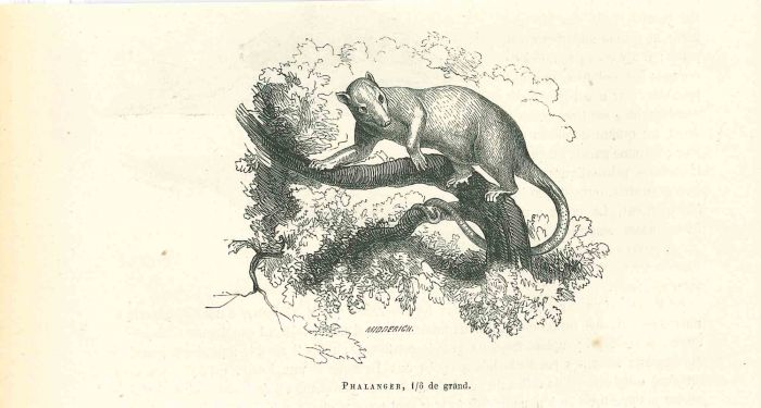 Phalanger