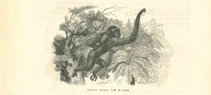 The Monkey