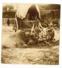 The Old Days - Cows in the Maremma Tuscany
