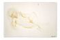 Reclined Nude