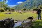 Cindi Emond - Moving the Flock Through Frattura Vecchia - Original Photographs