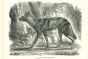 African Wild Dog