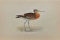 Black-Tailed Godwit