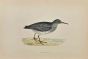 Purple Sandpiper