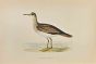 Bartram's  Sandpiper