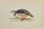 Barbary Patridge
