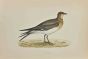 Pratincole