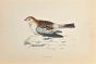 Snow Bunting