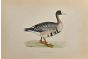 White-Fronted Goose