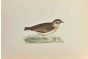 Short-Toed Lark