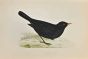 Blackbird