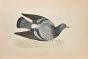 Rock Dove