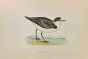 Kentish Dotterel