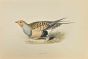Sand Grouse