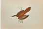 Rufous Sedge Warbler