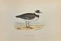 Little Ringed Dotterel