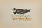 Ringed Dotterel