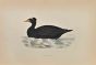 Surf Scoter
