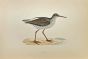 Redshank