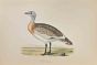Great Bustard