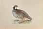 Red-Legged Patridge