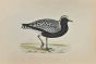 Grey Plover