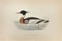 Red-Breasted Merganser