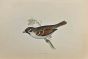Tree Sparrow
