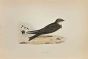 Sand Martin 