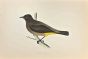 Gold-Vented Thrush