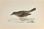 Thrush