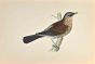 Fieldfare