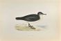 Dusky Petrel