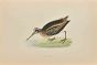 Jack Snipe