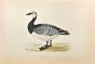 Bernicle Goose 