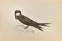 Alpine Swift