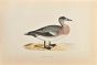 American Wigeon