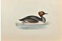 Eared Grebe