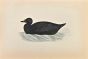 Scoter