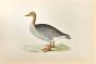 Grey-Lag Goose