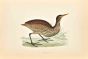 American Bittern