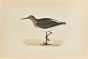 Green Sandpiper
