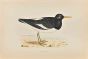 Oyster-Catcher