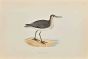 Wood Sandpiper