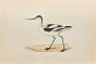 Avocet