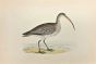 Curlew