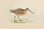 Brown Snipe