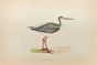 Spotted Redshank